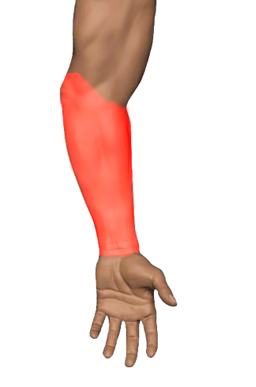 Pain region 1
