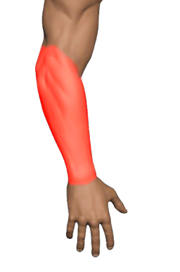Pain region 5